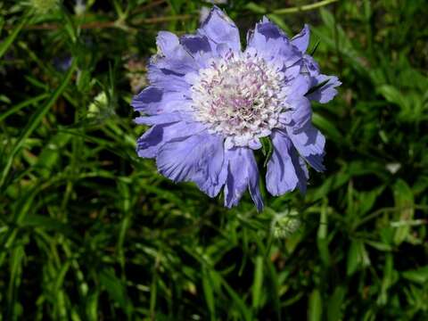 Image of Pincushion-flower