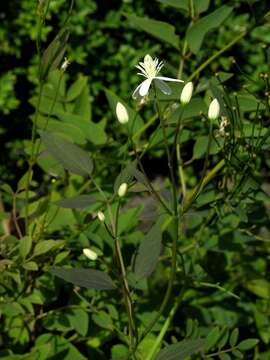 Imagem de Clematis lathyrifolia Bess. ex Reichb.