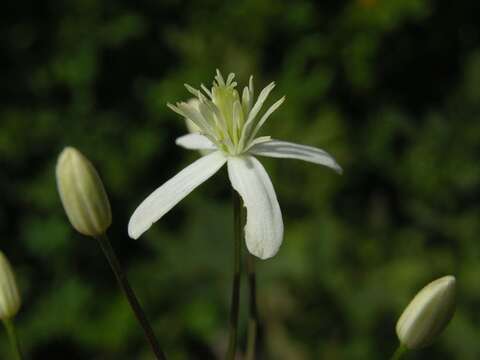 Imagem de Clematis lathyrifolia Bess. ex Reichb.