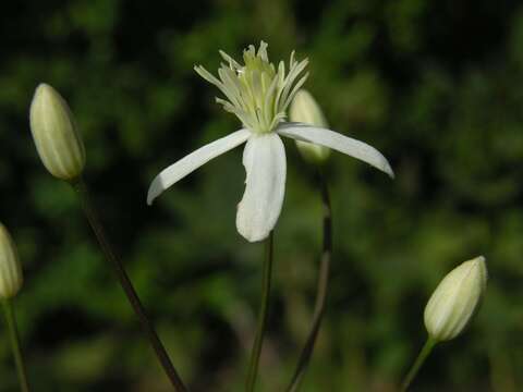 Imagem de Clematis lathyrifolia Bess. ex Reichb.