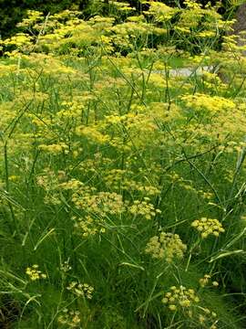 Image of fennel