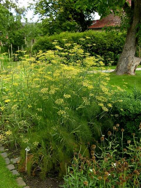 Image of fennel