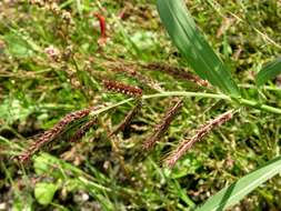 Echinochloa resmi