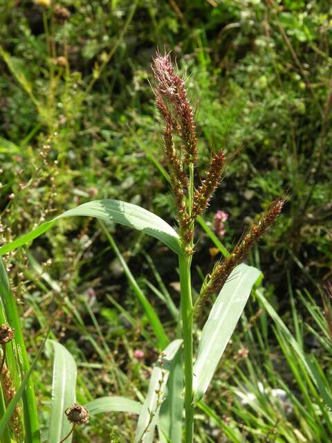 Image of cockspur grass