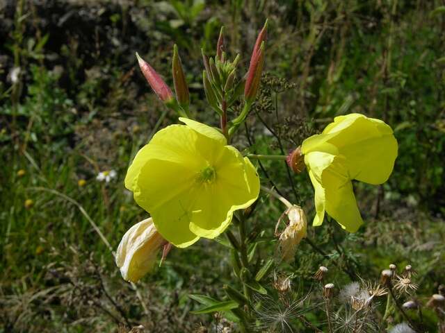 Image of evening primrose