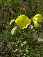 Image of evening primrose