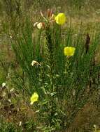 Imagem de Oenothera