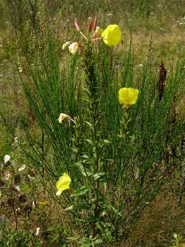 Image of evening primrose