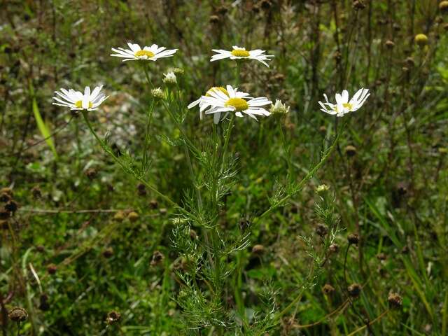 Image of mayweed