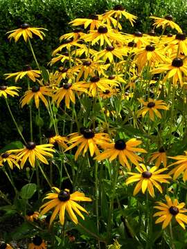 Image de Rudbeckia