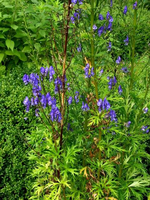 Aconitum nasutum Rchb.的圖片