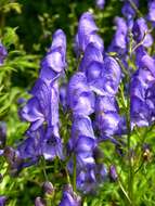 Aconitum nasutum Rchb.的圖片