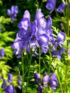 Aconitum nasutum Rchb.的圖片