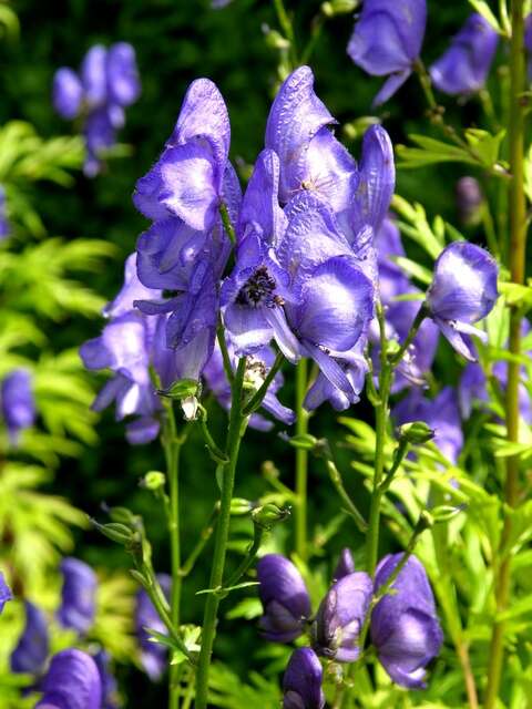 Aconitum nasutum Rchb.的圖片