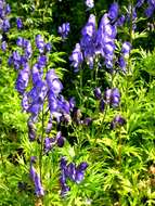 Aconitum nasutum Rchb.的圖片