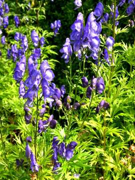 Aconitum nasutum Rchb.的圖片