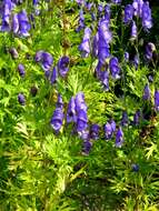 Aconitum nasutum Rchb.的圖片