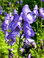 Aconitum nasutum Rchb.的圖片