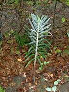 Image of caper spurge