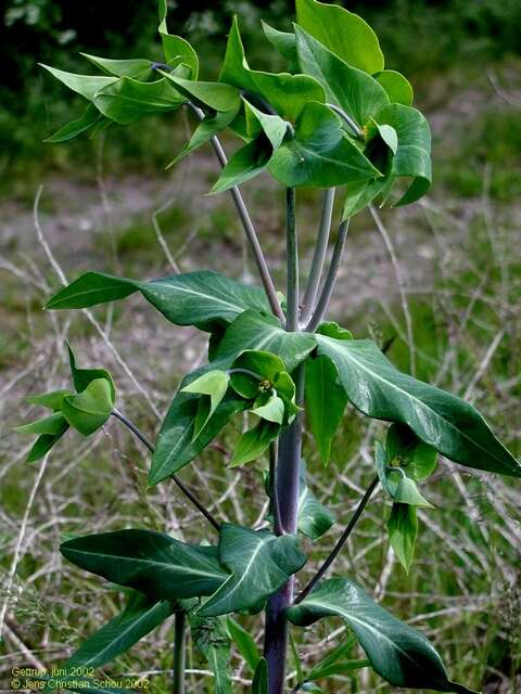 Image of caper spurge