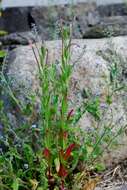 Imagem de Epilobium tetragonum L.