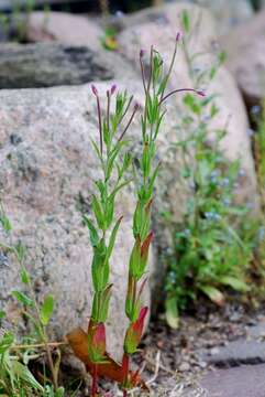 Imagem de Epilobium tetragonum L.