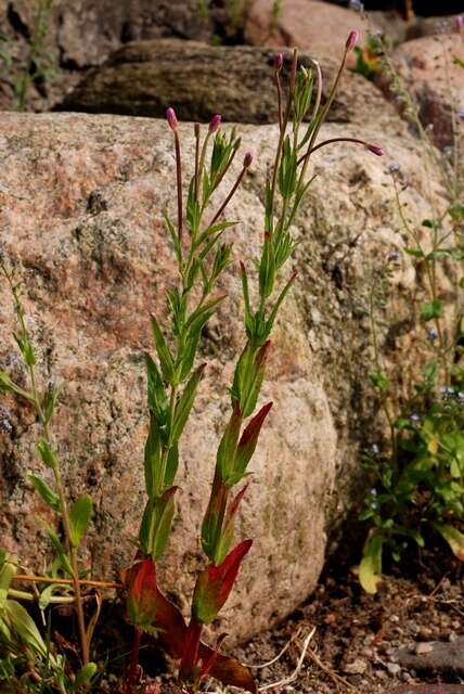 Imagem de Epilobium tetragonum L.