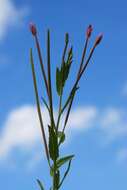 Слика од Epilobium tetragonum L.