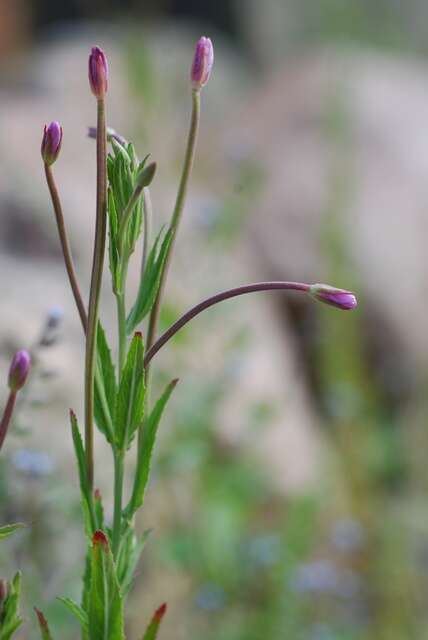 Слика од Epilobium tetragonum L.