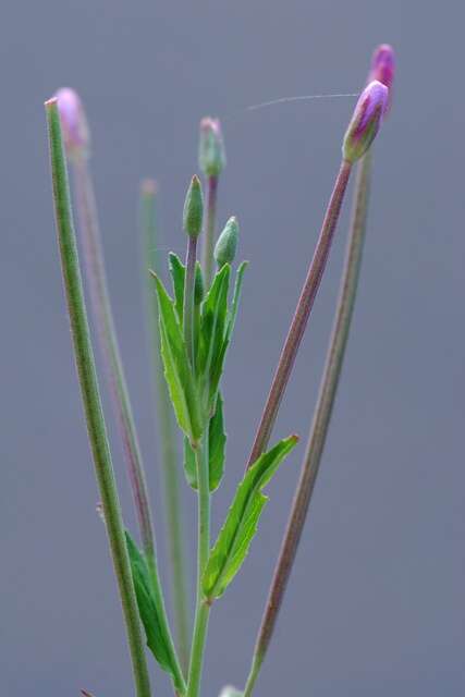 Imagem de Epilobium tetragonum L.