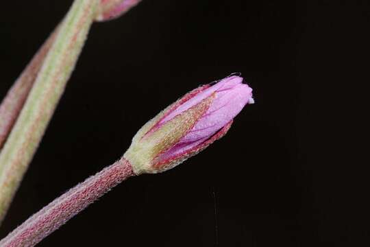 Imagem de Epilobium tetragonum L.