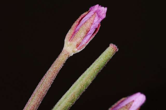 Imagem de Epilobium tetragonum L.