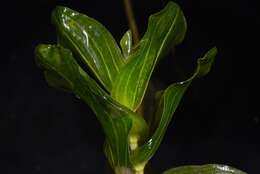 Image of Perfoliate Pondweed