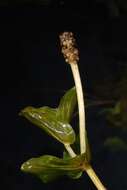 Image of Perfoliate Pondweed