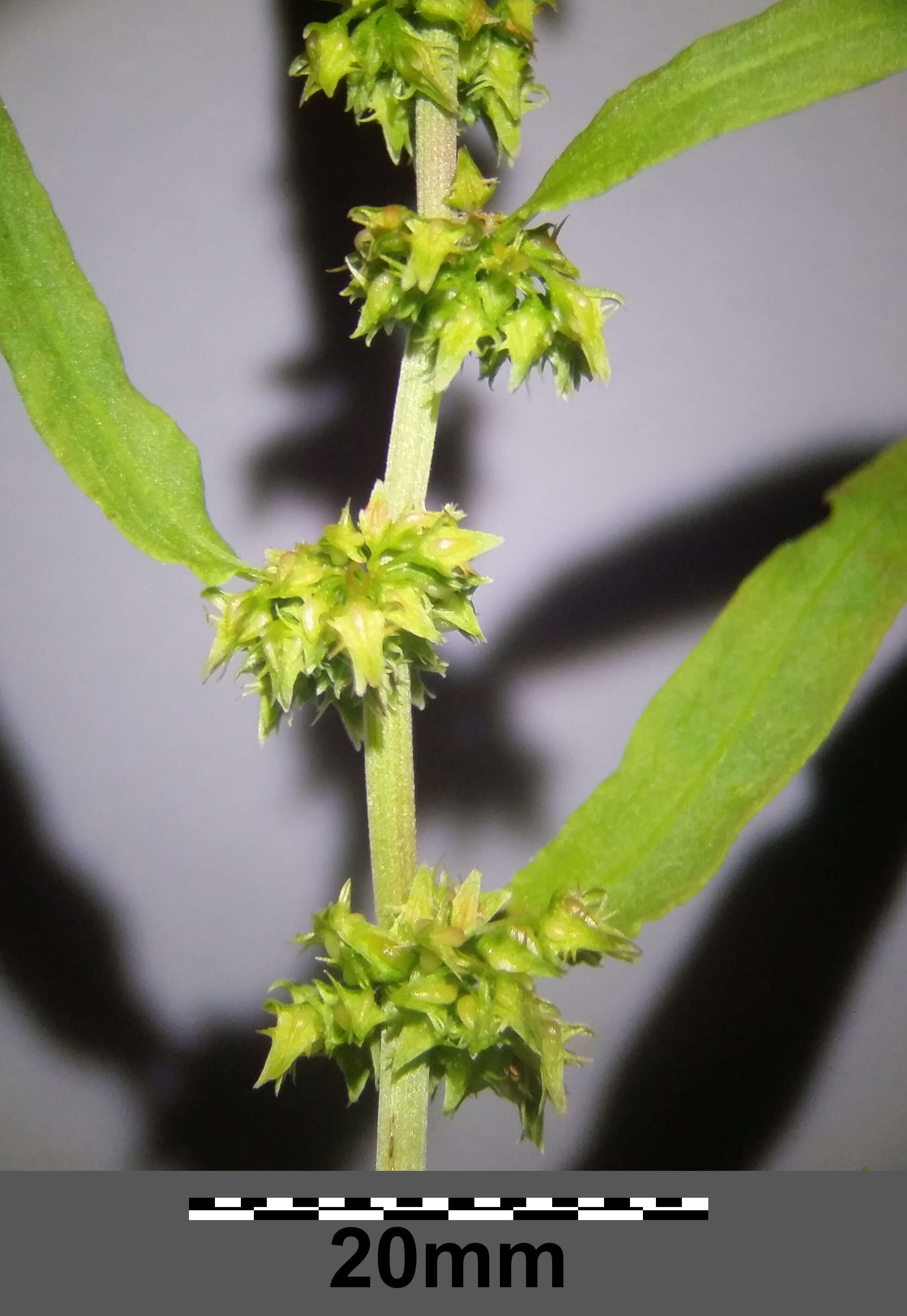 Rumex palustris Sm. resmi