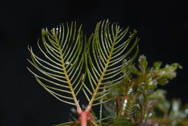 Image of water milfoil family