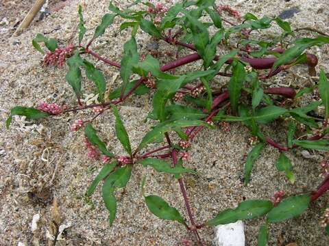 Image of Dock-Leaf Smartweed