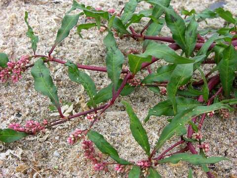 Image of Dock-Leaf Smartweed