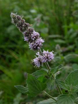 Imagem de <i>Mentha</i> longifolia × Mentha <i>spicata</i>