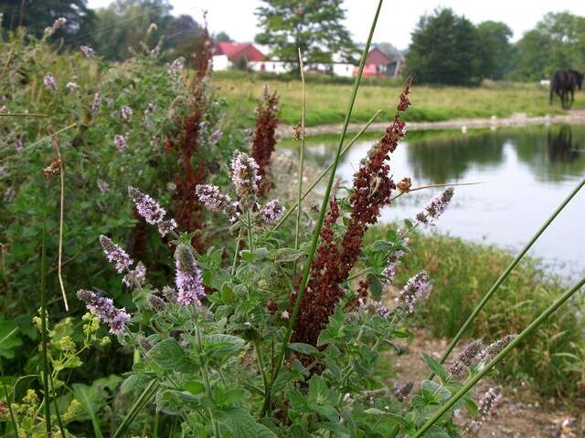 Image of <i>Mentha</i> longifolia × Mentha <i>spicata</i>