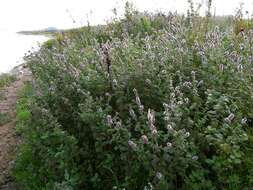 Image of <i>Mentha</i> longifolia × Mentha <i>spicata</i>