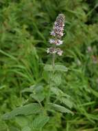 Image of <i>Mentha</i> longifolia × Mentha <i>spicata</i>