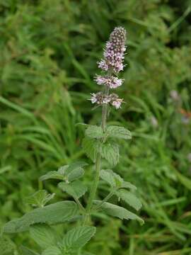 Image of <i>Mentha</i> longifolia × Mentha <i>spicata</i>