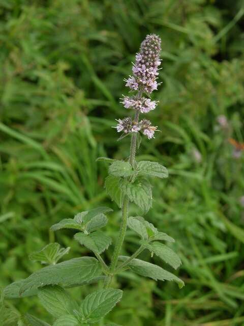 Image of <i>Mentha</i> longifolia × Mentha <i>spicata</i>