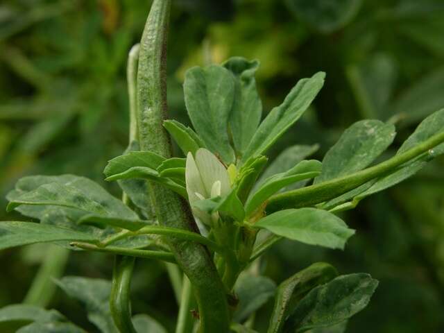 Image of fenugreek