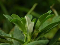 Image of fenugreek