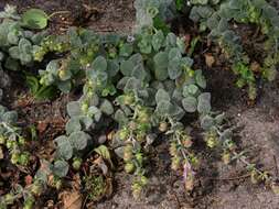 Image of origanum