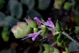 Image of origanum