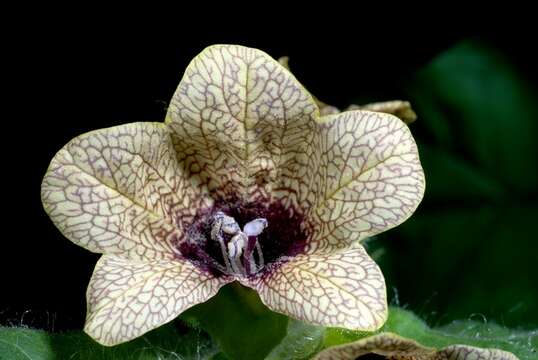 Image of henbane