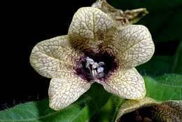 Image of henbane